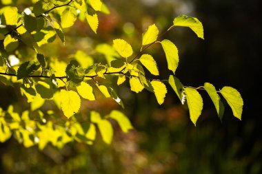 Güzel botanik fotoğrafı, doğal duvar kağıdı.