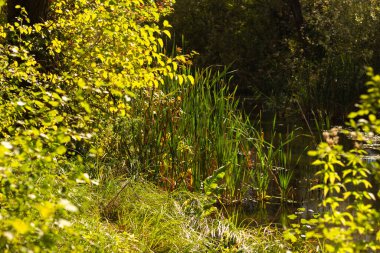 Nehir ve güneşli güzel bir orman.