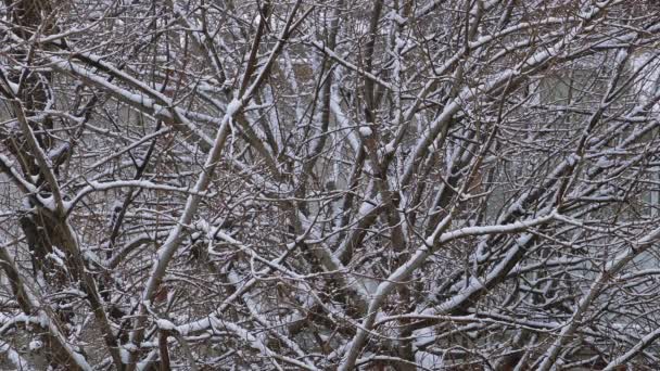 Ramos Árvore Com Queda Neve Durante Estação Inverno Ambiente Frio — Vídeo de Stock