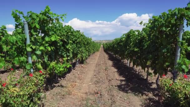 ブドウのブドウの木と植物の列とワインエステートブドウ園プランテーションシステム トレリス形成上の緑のブドウを持つプランテーション チャルキキ半島のブドウ栽培ブドウ栽培に使用 ギリシャ — ストック動画