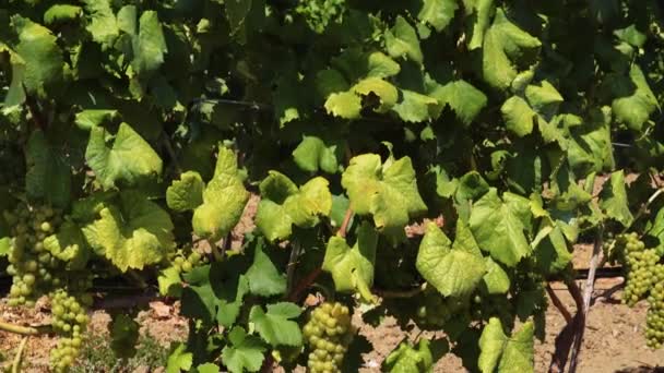 Azienda Vinicola Vigneto Impianto Piantagione Con Viti Filari Piante Piantagione — Video Stock