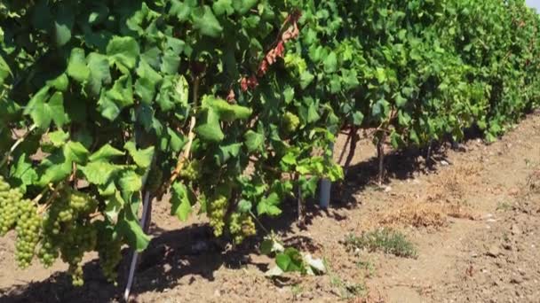 Domaine Viticole Système Plantation Vignes Avec Vignes Rangs Plantes Plantation — Video