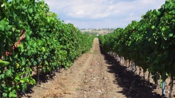 Vinařská Plantáž Hroznovým Révou Rostlinami Plantáž Zelenými Hrozny Tvorbě Cihly — Stock video