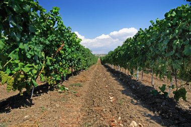 Üzüm bağları ve bitki sıraları ile Şarap Estate Vineyard Plantasyon Sistemi.