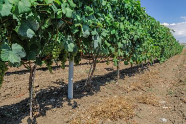 Üzüm bağları ve bitki sıraları ile Şarap Estate Vineyard Plantasyon Sistemi.