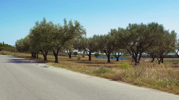 Olivenbäume Mit Wehenden Blättern Vor Blauem Himmel Tagesansicht Der Immergrünen — Stockvideo