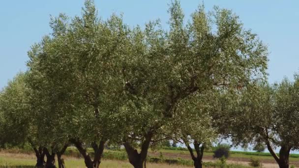 オリーブの木のプランテーションは 青い空に対して葉を振ってクローズアップ ギリシャ北部の自然の日当たりの良い風景で風が緑の木の枝を揺らす常緑フィールドプランテーションの日景 — ストック動画