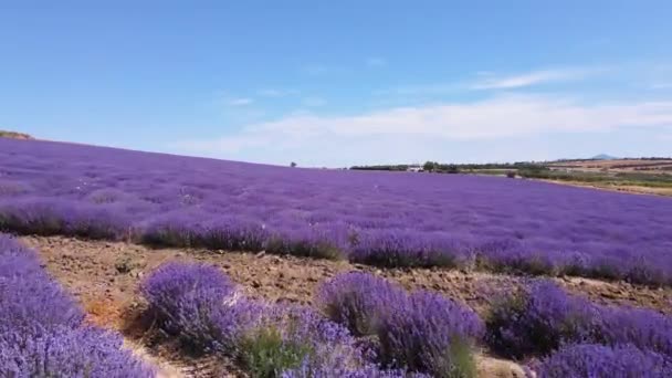 Mavi Gökyüzüne Karşı Eflatun Renkli Lavanta Tarlalı Insansız Hava Aracı — Stok video