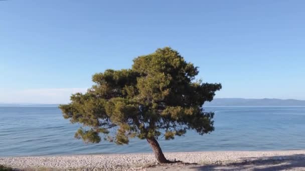 Drone Revelando Tiro Uma Árvore Para Acalmar Mar Grécia Vista — Vídeo de Stock