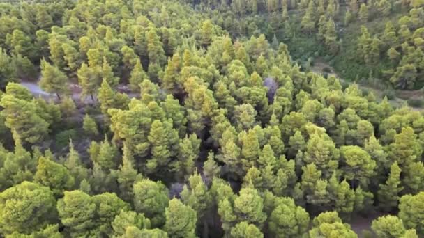 Mediterranean Greek Landscape Vertical Forest Drone Shot Pandangan Atas Malam — Stok Video