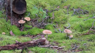 Kuzey ormanında yenilebilir mantarlar. Yüksek kalite 4k görüntü