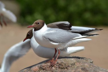 Finlandiya Körfezi'ndeki martılar. Martılar için kahvaltı.