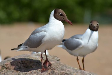 Finlandiya Körfezi'ndeki martılar. Martılar için kahvaltı.