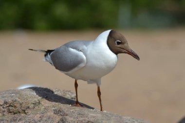 Finlandiya Körfezi'ndeki martılar. Martılar için kahvaltı.