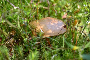 Orman glade mantar boletus