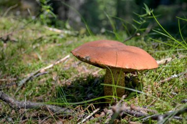 Orman glade mantar boletus