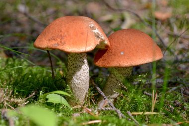 Orman glade mantar boletus