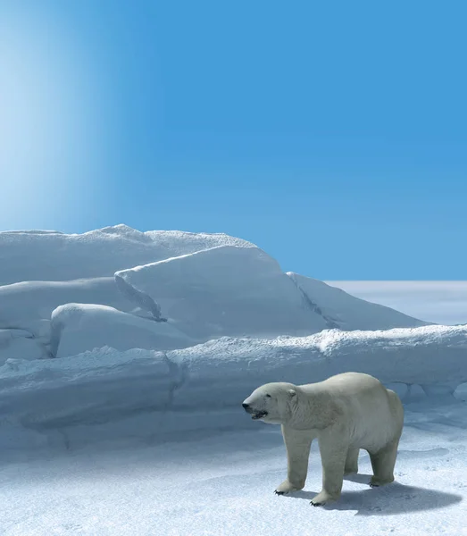 Eisbär jagt Polarregion — Stockfoto