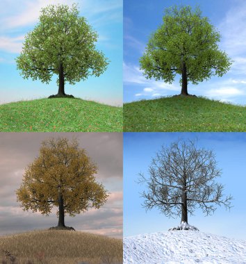  Dört mevsim süresince değişen ağaç