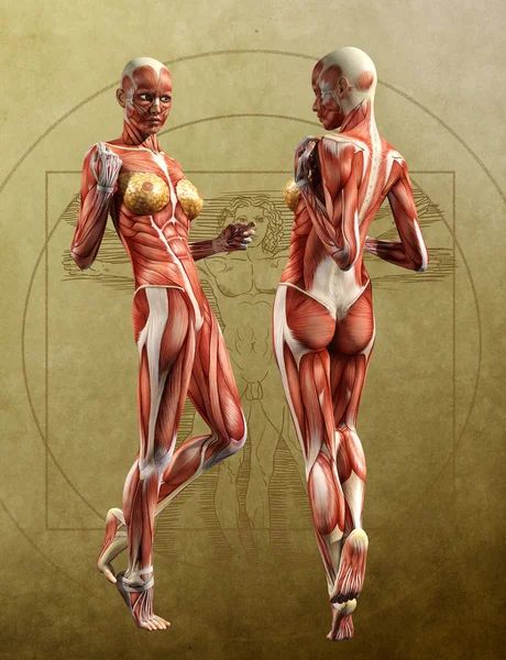 Muskel kartor spegel - anatomi framtill, baktill - vuxen hona — Stockfoto