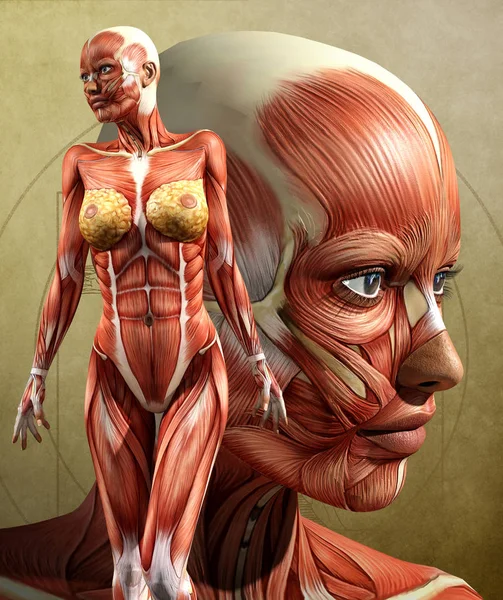 Muskel kartor - anatomi - vuxen hona - framsida — Stockfoto