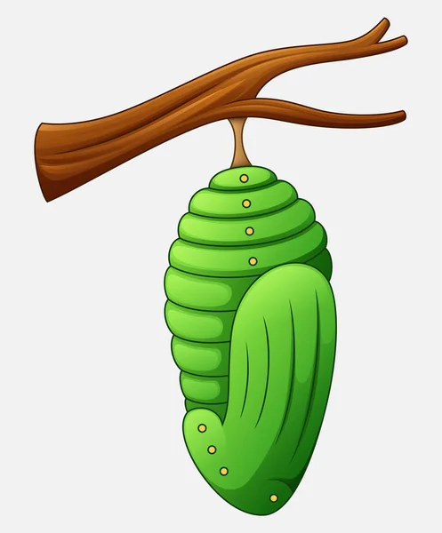 Pupa Dei Cartoni Animati Della Farfalla — Vettoriale Stock