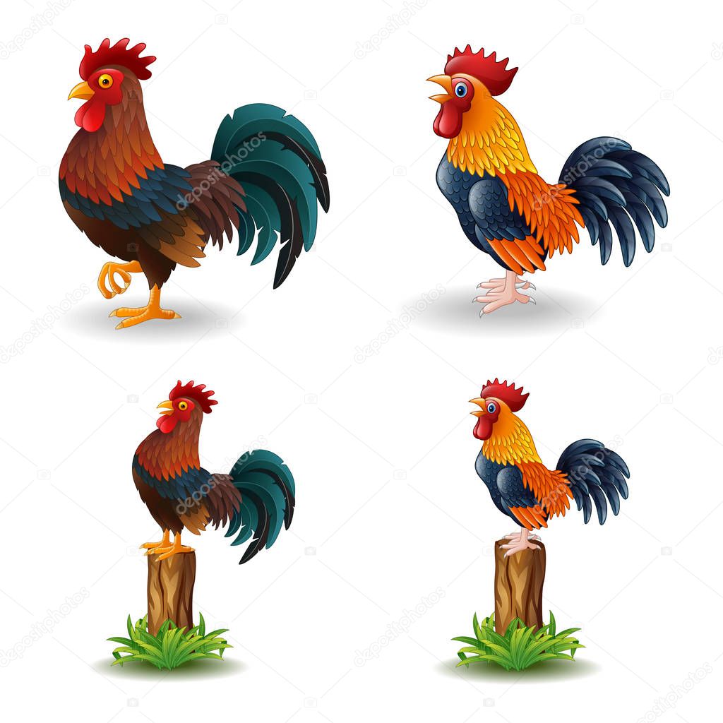 Cartoon rooster isolated on white background