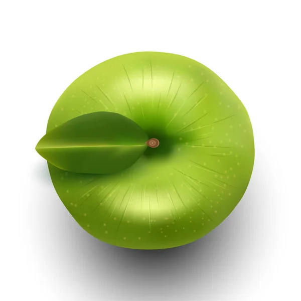 Vector illustration of green apple top view — Stock Vector