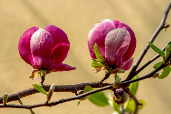 Wiosenne Przebudzenie Krzewu Magnolii — Stock Photo, Image