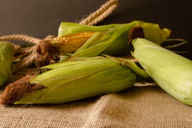 Yeşil yaprakları ile koçan üzerinde olgun mısır. Koyu malzeme arka plan karşı taze hasat mısır koçanbir kompozisyon.