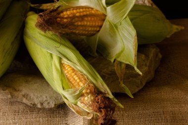 Yeşil yaprakları ile koçan üzerinde olgun mısır. Koyu malzeme arka plan karşı taze hasat mısır koçanbir kompozisyon.