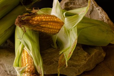 Yeşil yaprakları ile koçan üzerinde olgun mısır. Koyu malzeme arka plan karşı taze hasat mısır koçanbir kompozisyon.