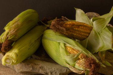 Yeşil yaprakları ile koçan üzerinde olgun mısır. Koyu malzeme arka plan karşı taze hasat mısır koçanbir kompozisyon.