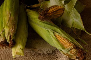 Yeşil yaprakları ile koçan üzerinde olgun mısır. Koyu malzeme arka plan karşı taze hasat mısır koçanbir kompozisyon.