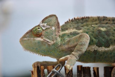 Bukalemun'ın kavrama çit