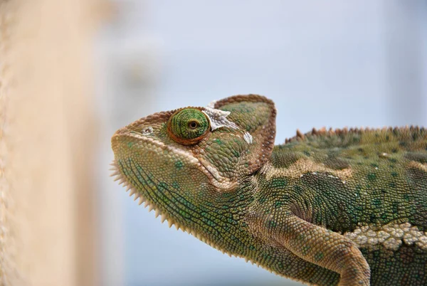 The chameleon's grip on the fence — Stock Photo, Image