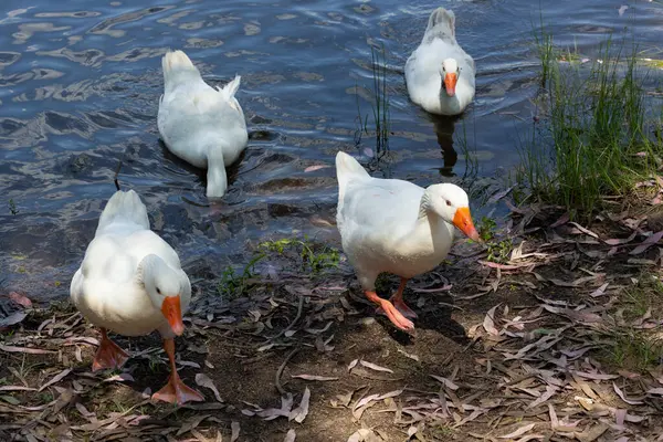 Ducks Coming Out Swamp Water — Stock Photo, Image