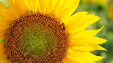 Ön planda ayçiçeği ve kesilmiş arı fotoğrafı.