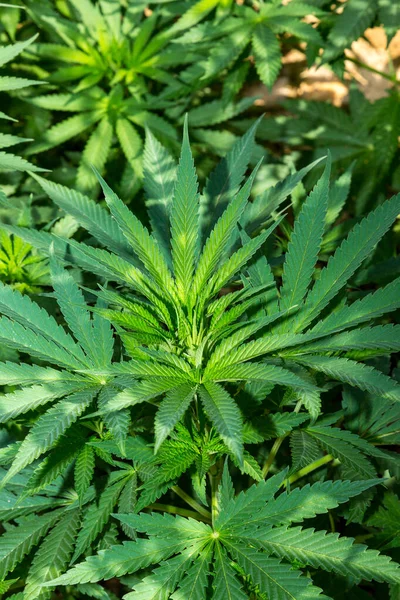 Önplanda marihuana bitkisi, esrar, çiftlik, tedavi edici, tıbbi