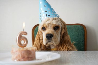 Amerikan Cocker Spaniel köpek doğum günü ve tatil hediyesi.