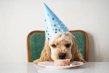 Doğum günü köpeği. Amerikan Cocker Spaniel ve tatil ziyafeti.