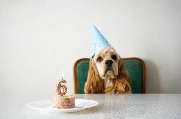 Urodzinowy Pies Amerykański Cocker Spaniel Świąteczny Poczęstunek Miejsce Tekst — Zdjęcie stockowe