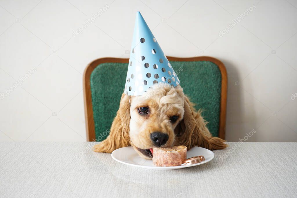 American Cocker Spaniel dog birthday and holiday treat.