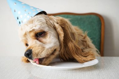 Amerikan Cocker Spaniel köpek doğum günü ve tatil hediyesi.