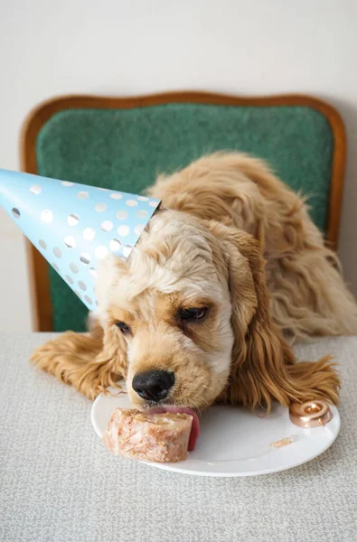 Urodzinowy Pies Amerykański Cocker Spaniel Święto — Zdjęcie stockowe