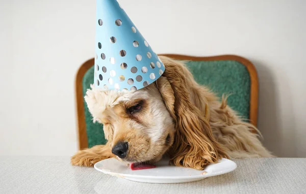 Amerykański Cocker Spaniel Urodziny Psa Święto Traktuje — Zdjęcie stockowe