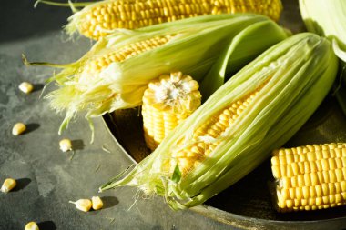 Gri bir arka planda bakır bir tepside olgun mısır başakları.