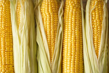 Olgun mısır kulakları, üst manzara. Yakın plan..