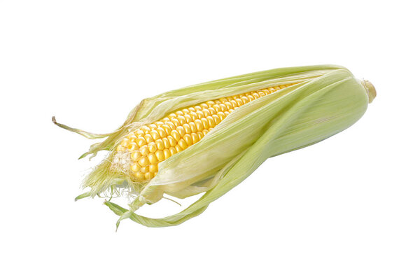 Свежий ухо кукурузы на белом фоне, изоляция.