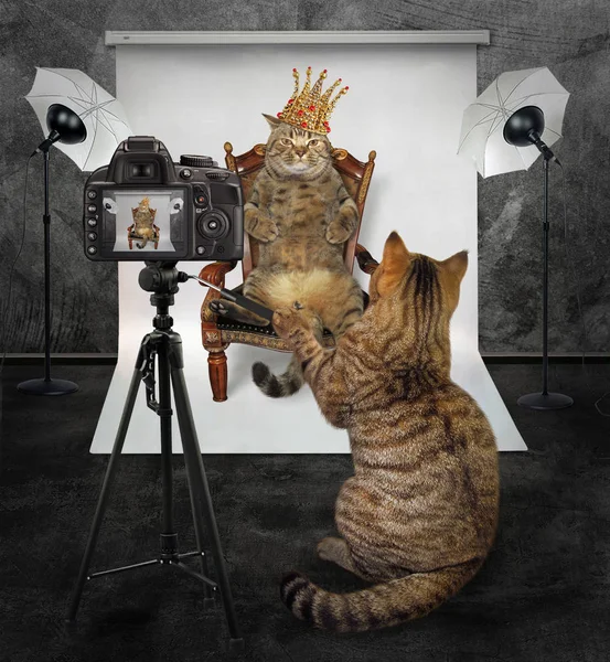 Kedi fotoğrafçı Kral bir fotoğraf fotoğraf stüdyosunda yapar..
